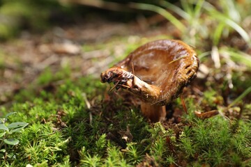 One poisonous mushroom growing in forest, closeup. Space for text