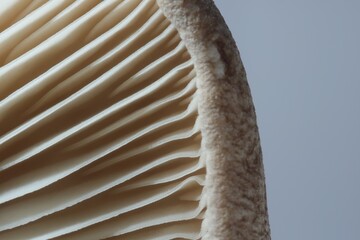 Fresh oyster mushroom on grey background, macro view