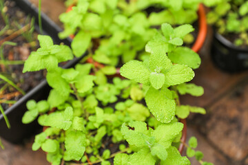 green leafy plants in a wild, pristine environment, symbolizing the clean, sustainable future of our planet