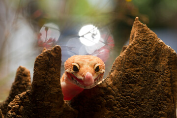 Leopard Gecko smile with bokeh background