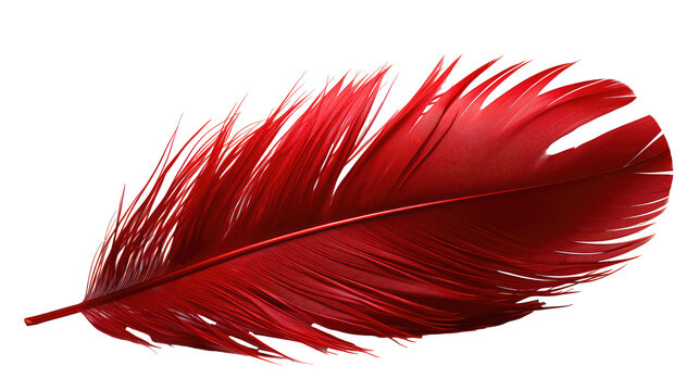 red feather isolated on transparent background