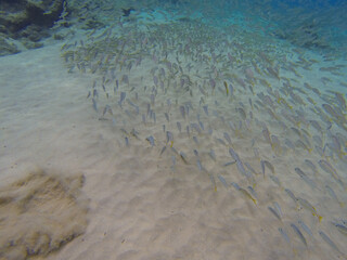 Fernando de Noronha - Paraiso do Brasil