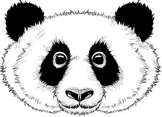 Panda head black and white vector drawing isolated on white