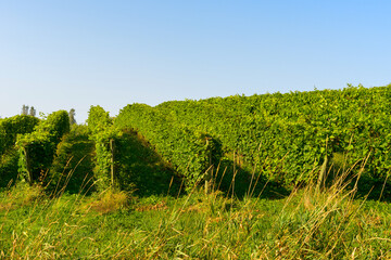 Rows of grapevines, trees, and cultivated plants on trellises. The farmlands' spring crop is a...