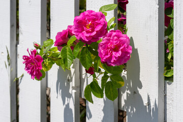 Vibrant fuchsia pink colored flowers poking out between white wooden picket fence. The boards in the garden fence are narrow. The wild roses or rosa are on a vibrant green shrub behind the fence. 