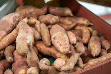 A basket of tuber sweet potatoes or yams for sale at a farmers' market. The bulk container of harvested yellow skinned raw whole root vegetables. The spuds have soil on the skin of the vegetable. 