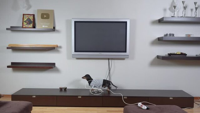 Dog pulls rope on table, interior of apartment, shelve with cups, awards. Interior design, new repair dachshund worker connects smart home service system, lays Wi-Fi wire, cable TV Cozy house with pet