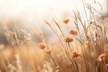 Foto op Canvas warm sunset landscape of dry wildflower © cong
