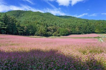 青空バックに見る満開の赤蕎麦畑の情景