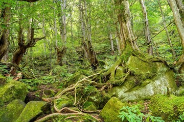 蓼科大滝近くの神秘的な苔むした森の情景