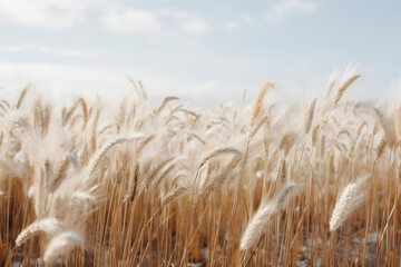 Obraz premium A silent and minimalist composition of a golden wheat field in the winter, featuring dormant wheat stalks covered in a delicate layer of snow