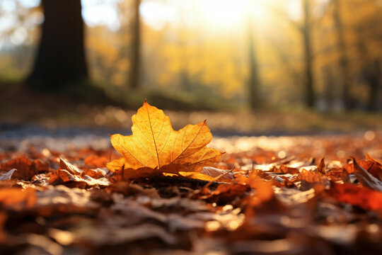 autumn sunny nature background with fallen leaves