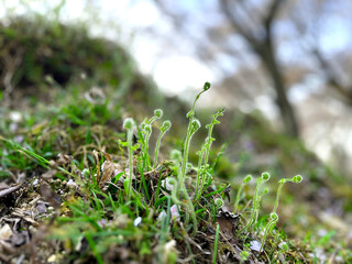 柔らかい陽射しの中、斜面に芽吹くワラビの新芽