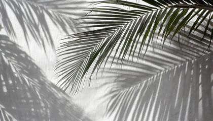 Soft focus.palm leaves shadow on white wall background