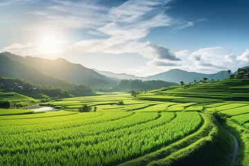 Beautiful morning Panorama Landscape paddy field - Powered by Adobe