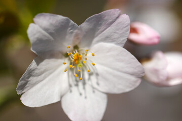 ソメイヨシノの白い桜花と蕾（マクロレンズ使用・自然光・接写写真）