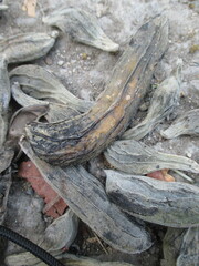 kara nuts or pig's bengok that have just been harvested and will be dried