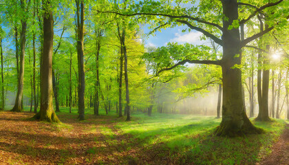 Fototapeta na wymiar Panorama of Sunny Natural Oak and Beech Forest in spring with first green leaves and morning mist