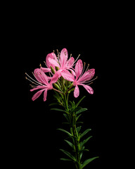 Cleome flower isolated on black background