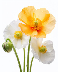 Iceland Poppy flower isolated on white background