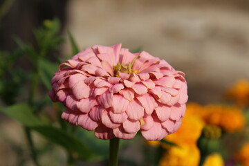 pink flower, Fort Edmonton Park, Edmonton, Alberta



