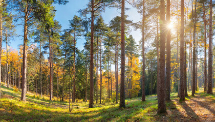 Fototapeta premium Sunny Panoramic Forest of Spruce Trees in Autumn