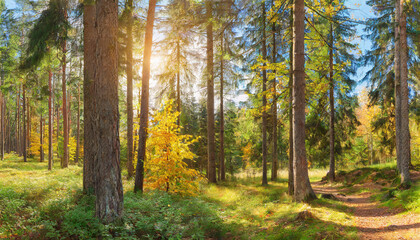 Obraz premium Sunny Panoramic Forest of Spruce Trees in Autumn