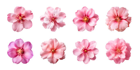 Collection of various pink flowers isolated on a transparent background