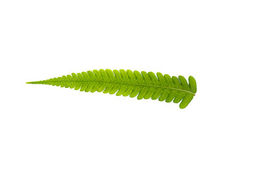 Green Fern leaf isolated on white