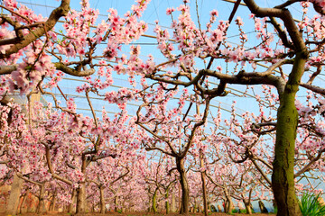 The peach trees in the greenhouse are in blossom