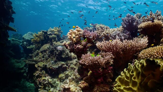 Forward glide through vibrant waters of the Great Barrier Reef. Tropical fish weave among thriving corals