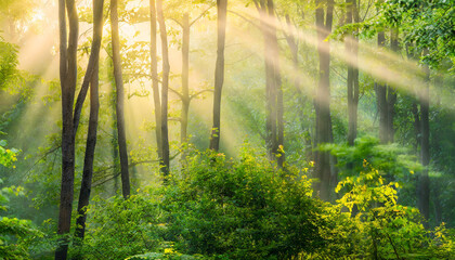 HighRes Panoramic Background of Green Forest with sunbeams through morning fog