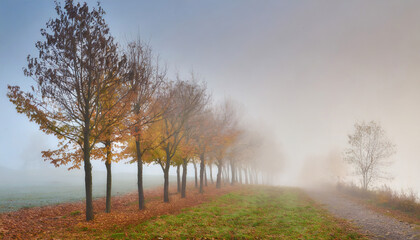 Desolate Autumn Landscape, Row of Trees in Thick Fog