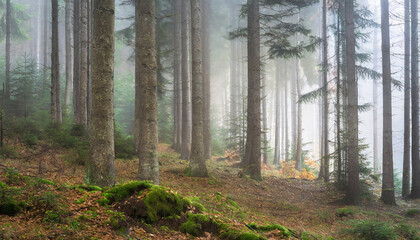 Natural Forest of Spruce Trees with Fog