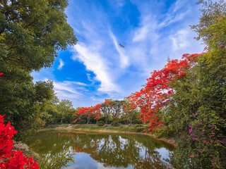 The flame tree flowers under the cloudscape with the bird over the lake