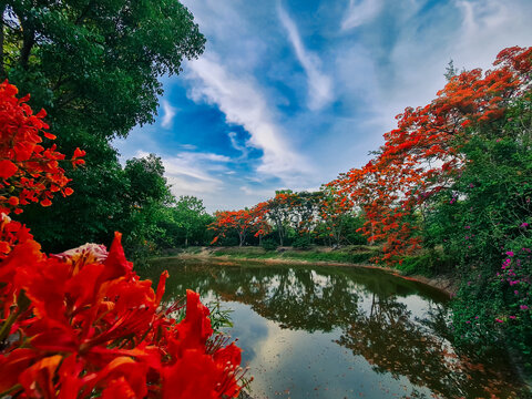 The flame tree flowers in the farm and the lake