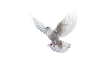 Naklejka premium White dove flying on transparent PNG file and Clipping path .freedom concept and international day of peace 