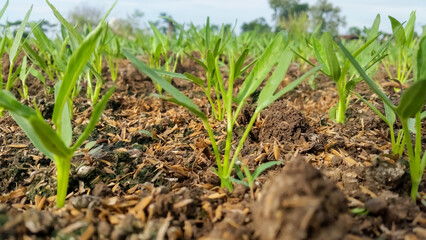 KALE PLANTS THAT START TO GROW