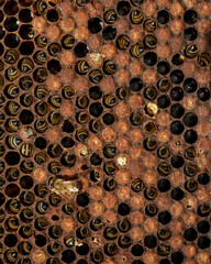 Lifeless bee hive due to lack of food. What we can see are the rear parts of the bees inside the cells because they were trying to find honey in them.