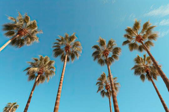 low angle of a palm trees stand against a blue sky