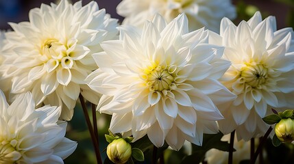white chrysanthemum flower