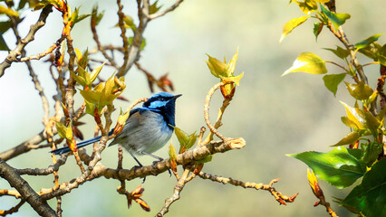 Fototapeta premium bird on a branch in Port Authur