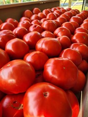 tomatoes at the market