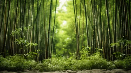 Foto auf Glas Bamboo forest. © toeytoey