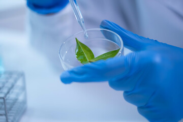 Female scientist working plant biology biotechnology research agriculture experiment laboratory test, hand holding growth eco organic nature green leaf botany herb medicine on petri dish scientific