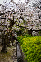 Cherry blossom at Zenkoji Temple, Nagano, Japan