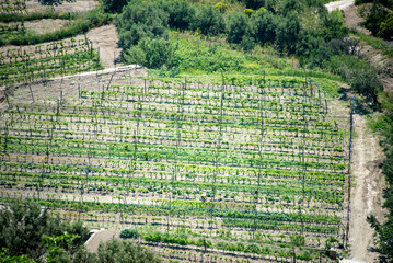 Biancolella Vineyards - Ischia Island - Italy