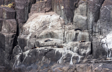 Fototapeta na wymiar seals on the rock