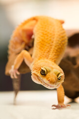 Leopard gecko lizard, close up macro on nature background.