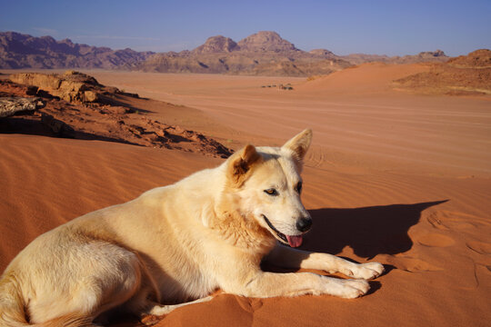 White stray dog with brown eyes at the Wadi Rum desert